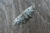 Cloaked Pug (Eupithecia abietaria), adult. Taken outside Durham, 04-07-2013. Copyright Keith Dover.