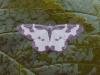 Clouded Border (Lomaspilis marginata), adult. Taken outside Durham, 14-06-2006. Copyright Keith Dover.
