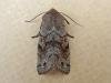 Clouded Drab (Orthosia incerta), adult. Chester-le-Street, 22-03-2009. Copyright Keith Dover.