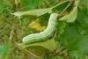 Clouded Drab (Orthosia incerta), larval. Simpasture Junction, 10-06-2011. Copyright Keith Dover.