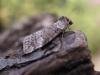 Common Lutestring (Ochropacha duplaris), adult. Taken outside Durham, 10-08-2007. Copyright Keith Dover.