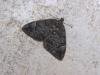 Common Marbled Carpet (Dysstroma truncata), adult. Chester-le-Street, 13-06-2007. Copyright Keith Dover.