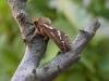 Common Swift (Korscheltellus lupulina), adult. Chester-le-Street, 07-06-2006. Copyright Keith Dover.