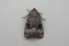 Copper Underwing (Amphipyra pyramidea), adult. Chester-le-Street, 20-08-2021. Copyright Keith Dover.