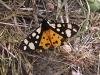 Cream-spot Tiger (Arctia villica), adult. 19-06-2004. Copyright Keith Dover.