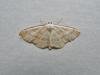 Cream Wave (Scopula floslactata), adult. Comb Bridges, 24-05-2010. Copyright Keith Dover.