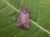 Crescent (Helotropha leucostigma), adult. Taken outside Durham, 18-08-2006. Copyright Keith Dover.