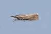 Garden Grass-veneer (Chrysoteuchia culmella), adult. Chester-le-Street, 02-08-2018. Copyright Keith Dover.