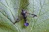 Currant Clearwing (Synanthedon tipuliformis), adult. Taken outside Durham. Copyright Keith Dover.