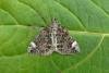 Dark Marbled Carpet (Dysstroma citrata), adult. Chester-le-Street, 19-07-2014. Copyright Keith Dover.
