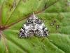 Dark Marbled Carpet (Dysstroma citrata), adult. Taken outside Durham, 05-08-2009. Copyright Keith Dover.