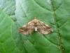 Dark Spinach (Pelurga comitata), adult. Chester-le-Street, 01-08-2010. Copyright Keith Dover.