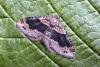 Dark-barred Twin-spot Carpet (Xanthorhoe ferrugata), adult. Taken outside Durham, 04-06-2007. Copyright Keith Dover.