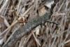 December Moth (Poecilocampa populi), larval. Taken outside Durham, 19-04-2010. Copyright Keith Dover.