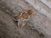 Dewick's Plusia (Macdunnoughia confusa), adult. Taken outside Durham, 14-08-2006. Copyright Keith Dover.