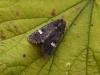 Dot Moth (Melanchra persicariae), adult. Chester-le-Street, 13-07-2007. Copyright Keith Dover.