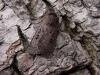 Double Dart (Graphiphora augur), adult. Chester-le-Street, 24-06-2006. Copyright Keith Dover.