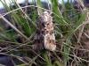 Dusky Sallow (Eremobia ochroleuca), adult. Chester-le-Street, 02-08-2004. Copyright Keith Dover.