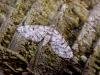 Dwarf Pug (Eupithecia tantillaria), adult. Taken outside Durham, 04-06-2007. Copyright Keith Dover.