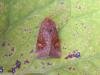 Ear Moth agg. (Amphipoea oculea agg.), adult. 09-09-2006. Copyright Keith Dover.