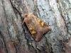Ear Moth agg. (Amphipoea oculea agg.), adult. 17-08-2006. Copyright Keith Dover.
