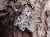 Early Grey (Xylocampa areola), adult. Chester-le-Street, 10-03-2007. Copyright Keith Dover.