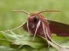 Elephant Hawk-moth (Deilephila elpenor), adult. Taken outside Durham, 16-06-2006. Copyright Keith Dover.