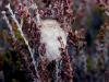 Emperor Moth (Saturnia pavonia), cocoon. Waskerley, 25-04-2005. Copyright Keith Dover.