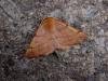 Feathered Thorn (Colotois pennaria), adult. Chester-le-Street, 14-10-2006. Copyright Keith Dover.