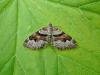 Flame Carpet (Xanthorhoe designata), adult. Taken outside Durham, 21-05-2009. Copyright Keith Dover.