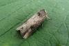 Flame (Axylia putris), adult. Taken outside Durham, 03-07-2013. Copyright Keith Dover.