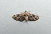 Foxglove Pug (Eupithecia pulchellata), adult. Taken outside Durham, 01-09-2013. Copyright Keith Dover.