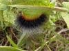 Garden Tiger (Arctia caja), larval. Taken outside Durham, 13-06-2006. Copyright Keith Dover.