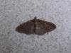 Gem (Nycterosea obstipata), adult. Taken outside Durham, 30-10-2007. Copyright Keith Dover.