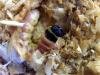 Goat Moth (Cossus cossus), larval. Taken outside Durham, 22-04-2005. Copyright Keith Dover.