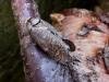 Goat Moth (Cossus cossus), adult. Taken outside Durham, 22-04-2005. Copyright Keith Dover.