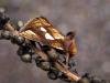 Gold Spot (Plusia festucae), adult. Taken outside Durham, 19-08-2004. Copyright Keith Dover.