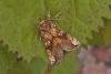 Golden Plusia (Polychrysia moneta), adult. Chester-le-Street, 13-07-2007. Copyright Keith Dover.