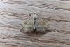 Grass Rivulet (Perizoma albulata), adult. Chester-le-Street, 18-05-2017. Copyright Keith Dover.