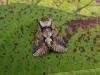 Green-brindled Crescent (Allophyes oxyacanthae), adult. Chester-le-Street, 27-09-2006. Copyright Keith Dover.