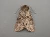 Grey Arches (Polia nebulosa), adult. Taken outside Durham, 08-07-2009. Copyright Keith Dover.