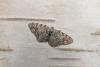 Grey Birch (Aethalura punctulata), adult. Chester-le-Street, 04-05-2020. Copyright Keith Dover.