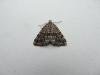 Grey Mountain Carpet (Entephria caesiata), adult. Cow Green, 22-07-2011. Copyright Keith Dover.
