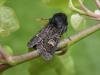 Hedge Rustic (Tholera cespitis), adult. Taken outside Durham, 17-08-2006. Copyright Keith Dover.
