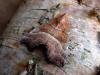 Herald (Scoliopteryx libatrix), adult. Chester-le-Street, 23-04-2005. Copyright Keith Dover.