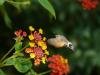 Humming-bird Hawk-moth (Macroglossum stellatarum), adult. Taken outside Durham, 13-09-2009. Copyright Keith Dover.