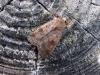 Ingrailed Clay (Diarsia mendica), adult. Taken outside Durham, 16-08-2006. Copyright Keith Dover.