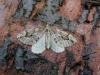 Juniper Carpet (Thera juniperata), adult. Chester-le-Street, 17-10-2006. Copyright Keith Dover.