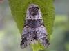 Poplar Kitten (Furcula bifida), adult. Chester-le-Street, 13-06-2007. Copyright Keith Dover.
