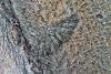 Larch Pug (Eupithecia lariciata), adult. Taken outside Durham, 14-06-2013. Copyright Keith Dover.